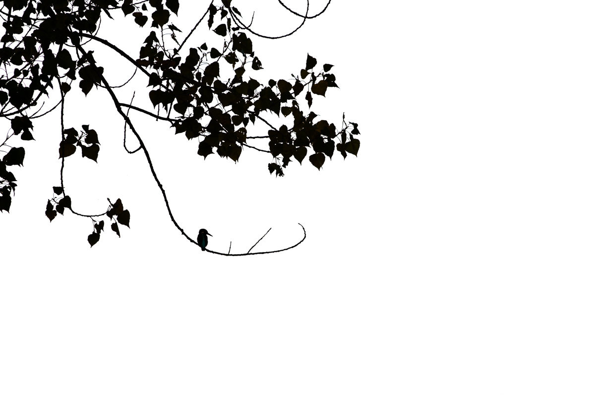 Martin pêcheur perché